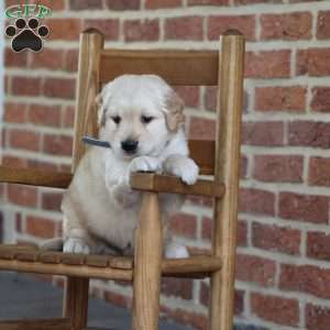 Tommy, Golden Retriever Puppy